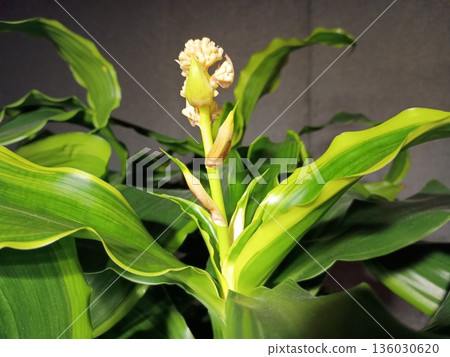 珍稀花卉 136030620