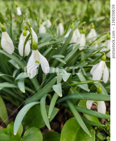 White snowdrop flowers blooming in green foliage White snowdrop flowers blooming in green foliage 136030639
