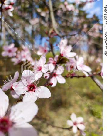 Tree branch with soft pink blossoms Tree branch with soft pink blossoms 136030642