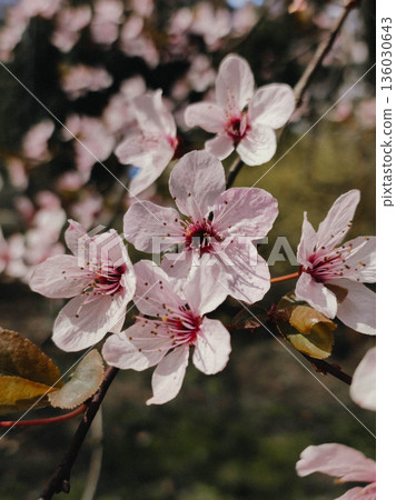 Plum pink blossoms on tree branch Plum pink blossoms on tree branch 136030643
