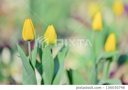 Yellow tulips blooming in a sunny garden Yellow tulips blooming in a sunny garden 136030746
