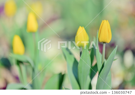 Yellow tulips blooming in a sunny garden Yellow tulips blooming in a sunny garden 136030747