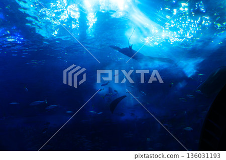 展現沖繩熱帶地區豐富自然風光與文化的景色 136031193