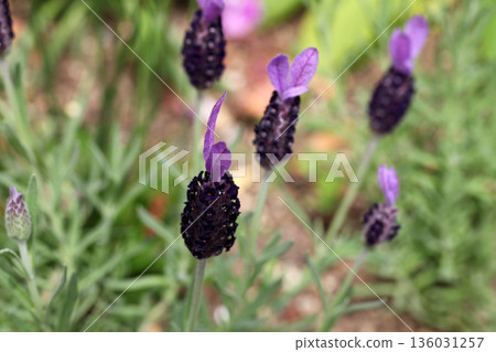 French Lavender French Lavender 136031257
