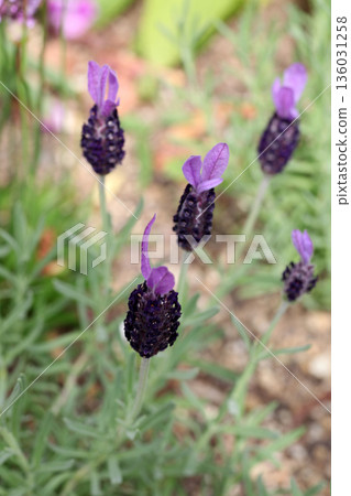 French Lavender French Lavender 136031258