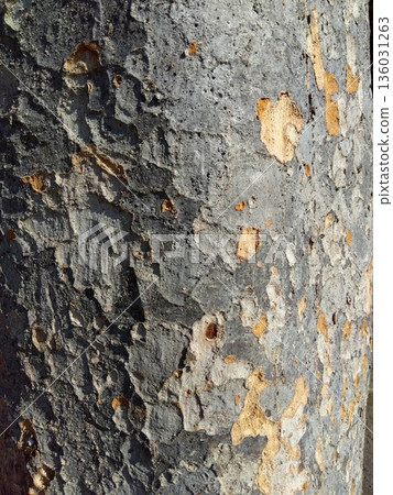 隆冬時節,枯死櫸樹幹乾裂的表面(特寫) 隆冬時節,枯死櫸樹幹乾裂的表面(特寫) 136031263