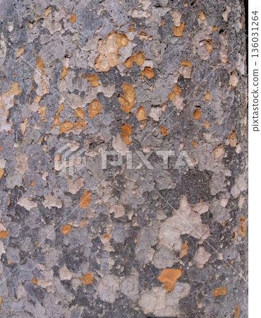 Dry trunk surface of a dead Zelkova tree in midwinter (close-up) 136031264