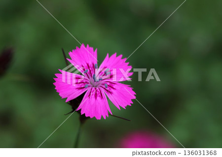 Shimei Nessico Shimei Nessico 136031368