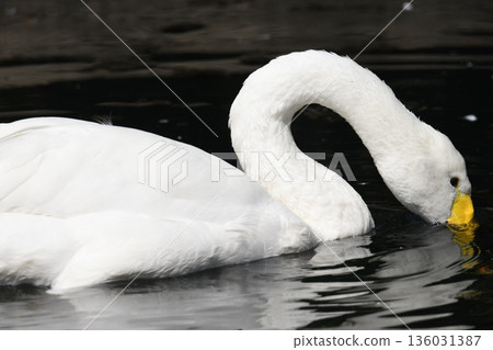 大天鵝 大天鵝 136031387