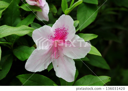 Azalea's flower Azalea's flower 136031420
