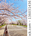 Row of cherry trees 136031436