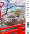 Row of cherry trees 136031437