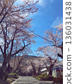Row of cherry trees 136031438