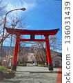 Torii and cherry blossoms 136031439