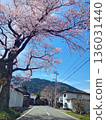 Cherry blossoms during a walk 136031440