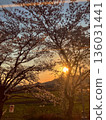 Dusk and cherry blossoms 136031441