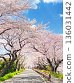 Cherry blossom tunnel 136031442