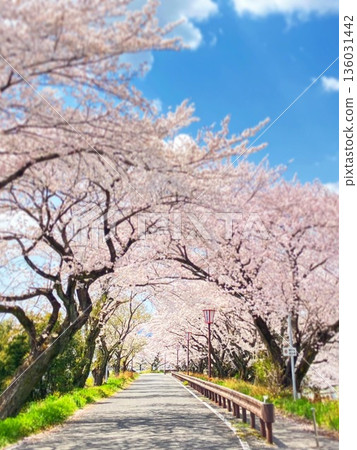 櫻花隧道 136031442