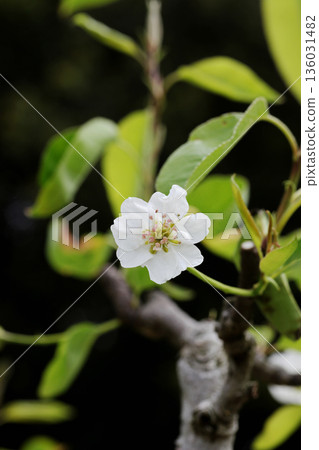 無花的花 136031482