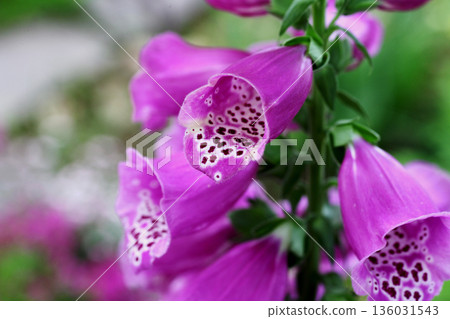 洋地黃 洋地黃 136031543