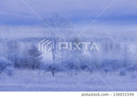 Misty larch trees Misty larch trees 136031599