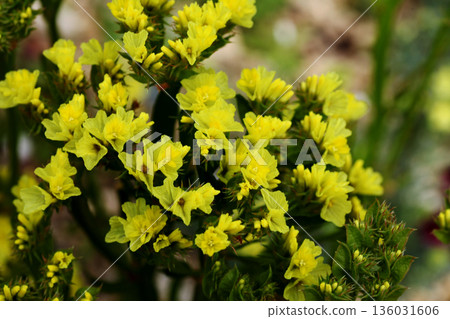 Statis花 Statis花 136031606