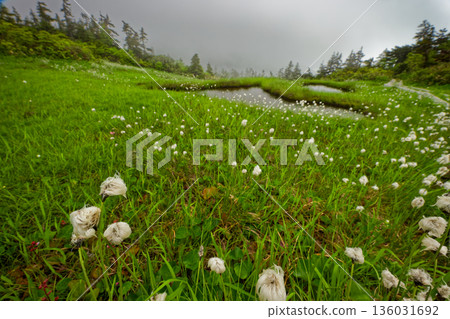 Misty wetlands and cotton grass on the ridge of Mount Aizu-Koma Misty wetlands and cotton grass on the ridge of Mount Aizu-Koma 136031692