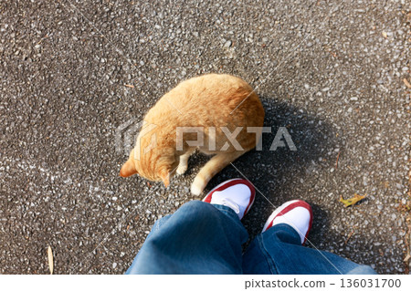 一隻長著櫻花耳朵的本地貓在人們腳邊閒逛 一隻長著櫻花耳朵的本地貓在人們腳邊閒逛 136031700