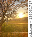 Sunset and cherry blossoms 136031717