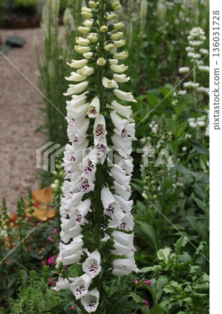 Digitalis 136031728