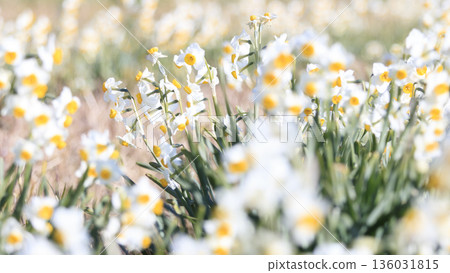 The famous Daffodil Road in early spring on the Miura Peninsula The famous Daffodil Road in early spring on the Miura Peninsula 136031815
