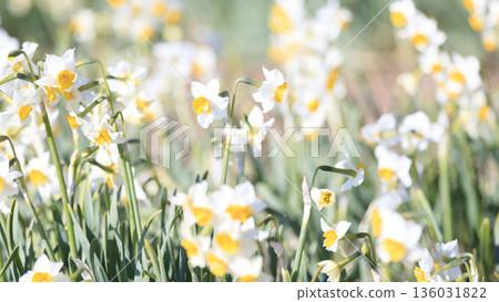 The famous Daffodil Road in early spring on the Miura Peninsula 136031822