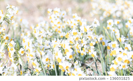 The famous Daffodil Road in early spring on the Miura Peninsula The famous Daffodil Road in early spring on the Miura Peninsula 136031825