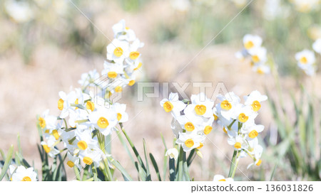 The famous Daffodil Road in early spring on the Miura Peninsula The famous Daffodil Road in early spring on the Miura Peninsula 136031826