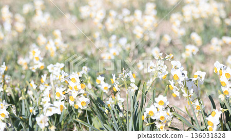 早春時節，三浦半島上著名的水仙花路一覽無遺。 136031828