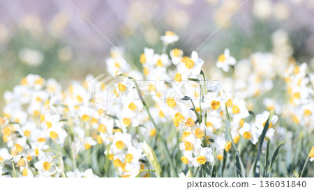 早春時節,三浦半島上著名的水仙花路一覽無遺。 早春時節,三浦半島上著名的水仙花路一覽無遺。 136031840