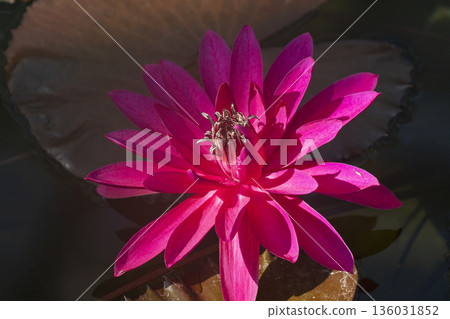 Tropical lire flowers 136031852