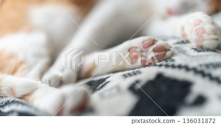 可愛的貓咪的手 136031872