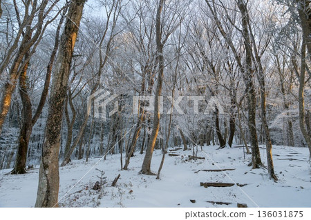 穿過美麗的霜林 136031875