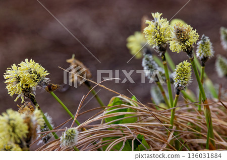 Cotton grass flowers on the ridge of Mount Aizu-Komagatake Cotton grass flowers on the ridge of Mount Aizu-Komagatake 136031884