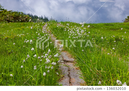Cotton grass blooms on the Aizu-Komagatake ridge 136032010