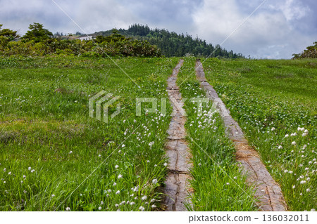 會津駒嶽山脊上的棉草盛開 136032011