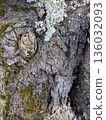 樹，放大，樹皮 136032093