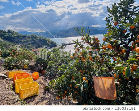 View of the mountains and sea from the mandarin orange orchards of Yawatahama 136032181