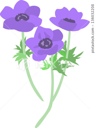 銀蓮花花圖 銀蓮花花圖 136032208