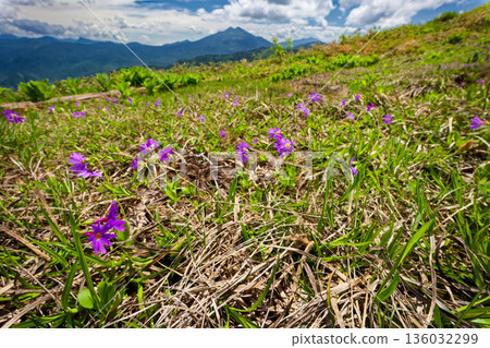 會津駒嶽大津嶺的火打岳和白山小櫻的景色 會津駒嶽大津嶺的火打岳和白山小櫻的景色 136032299