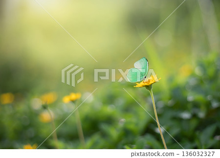 Closeup nature view of butterfly with green leaf on blurred greenery background in garden with copy space using as background natural green plants landscape, ecology, fresh wallpaper concept. Closeup nature view of butterfly with green leaf on blurred greenery background in garden with copy space using as background natural green plants landscape, ecology, fresh wallpaper concept. 136032327