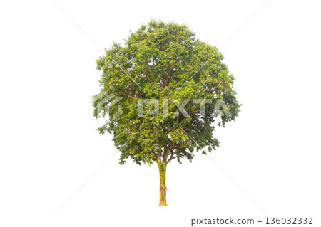 Isolated trees on white background. high qaulity tree on white background, full frame camera shoot for high resolution picture for both printing and web pages. 136032332