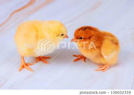 Two young chicks, one yellow one brown, interact closely on smooth surface Two young chicks, one yellow one brown, interact closely on smooth surface 136032339