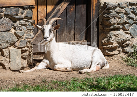 Peaceful Goat Lounging Against Rustic Stone Structure and Aged, Weathered Wooden Door Peaceful Goat Lounging Against Rustic Stone Structure and Aged, Weathered Wooden Door 136032417